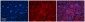 SLC33A1 antibody - middle region
